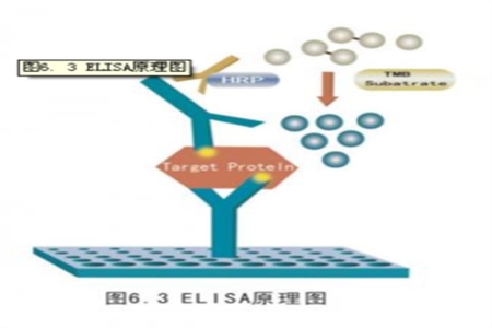 HBcAb阳性率的比较：化学发光 vs ELISA